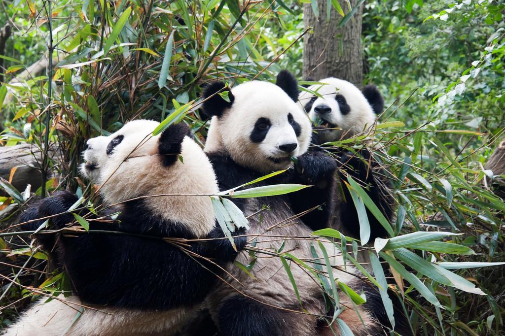 Rayfont Hotel Chengdu Longquanyi Εξωτερικό φωτογραφία